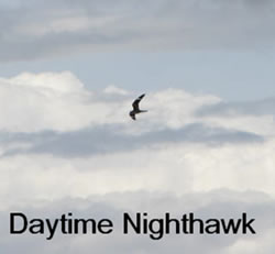  Daytime Nighthawk  